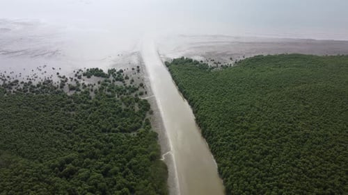 Aerial view green mangrove forest