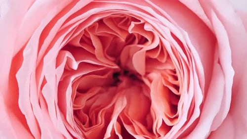 Macro Shot of a Pink Rose