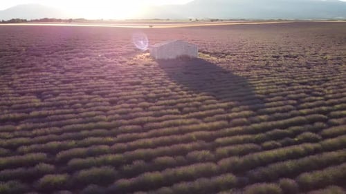 Lavender Field in Plateau de Valensole