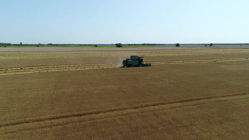 Aerial Drone Footage. Following Combine Harvester Gathers the Wheat. Harvesting Grain Field