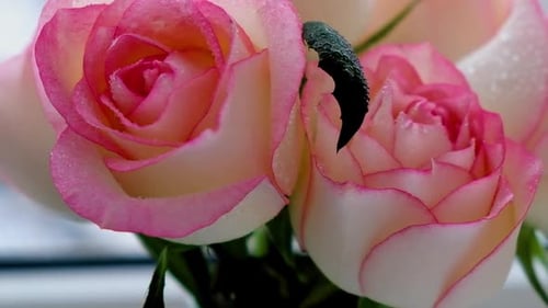 Zarte rosa Rose auf Vase auf beigem Hintergrund