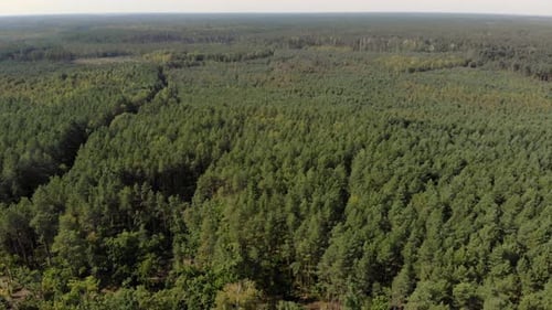 Flying Above The Forest