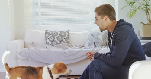 Man Training His Adorable Beagle Dog Indoors