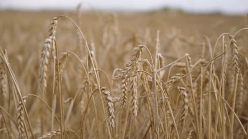 Wheat Field