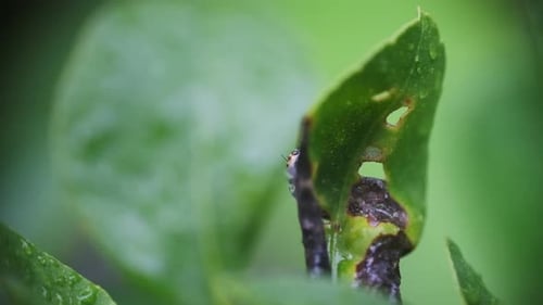 Kleine springende Spinne klettert um ein Blatt, Nahaufnahme, Zeitlupe