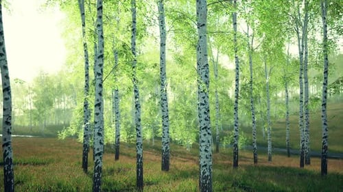 White Birch Trees in the Forest in Summer