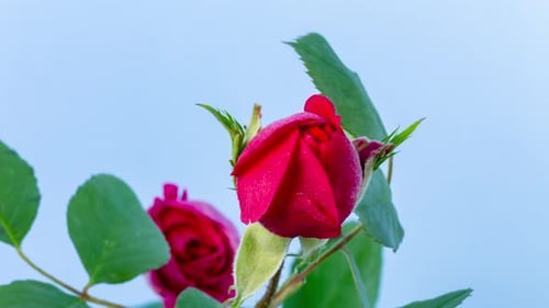 Deep Red Rose Blooming in Time Lapse