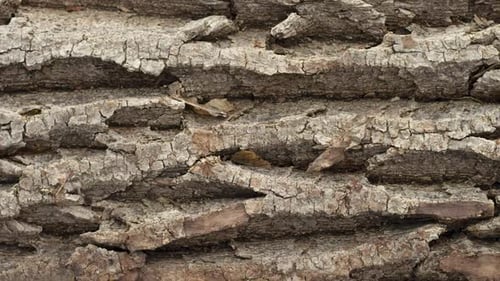 Textur der Rinde eines rauen, rauen Baumes, Nahaufnahme