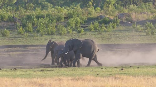 Young African Bush elephants running to the herd