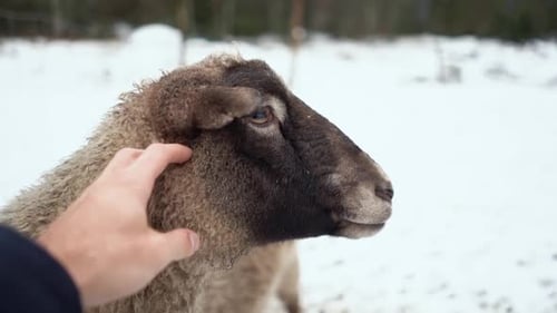 Hand Pets Sheep Head in Snowy Winter Field