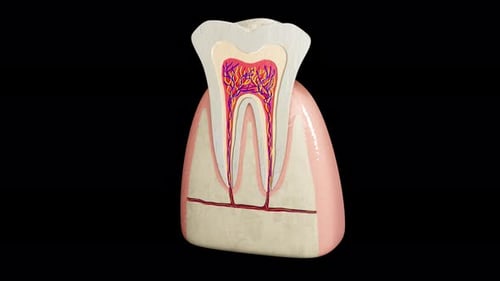3D Animation of Tooth Cross-Section Anatomy