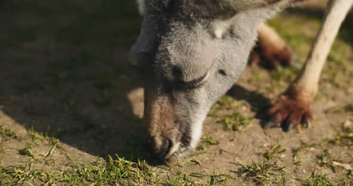 Kangaroo Eating Grass in the Sunshine