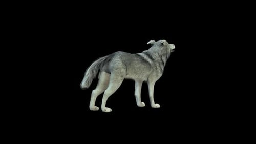 Realistic Gray Wolf Howling Animation on Alpha Channel Loop