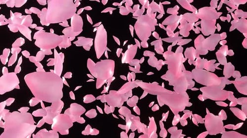 Sakura 4K Alpha-Kanal
