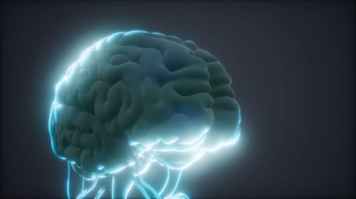 Animated Glowing Human Brain with Digital Nervous System, Miscellaneous ...