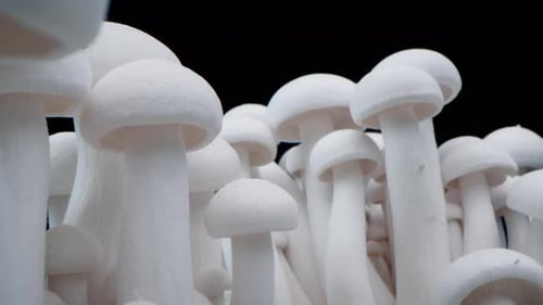 Macro Shot of Champignons Stand in a Row of Mushrooms