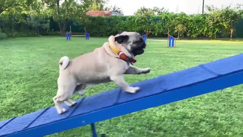 Pug Runs on Dog Agility Course Outdoors