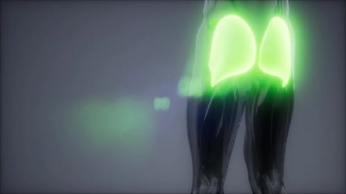 Gluteus Maximus - Leg Muscles Anatomy Animation
