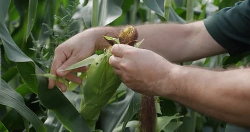 Farmer Inspecting Fresh Corn in Cornfield