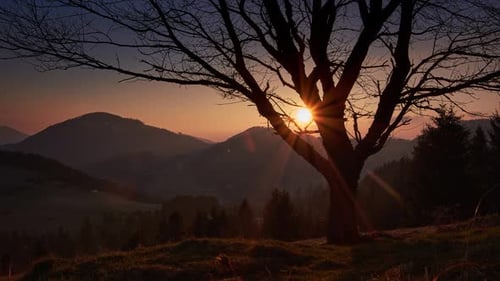 Silhouette Tree Against Sunset in Mountains
