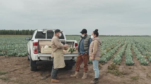 Farmers Discussing Harvest in Cabbage Field