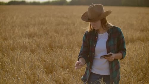 Woman Inspects Wheat Field with Tablet