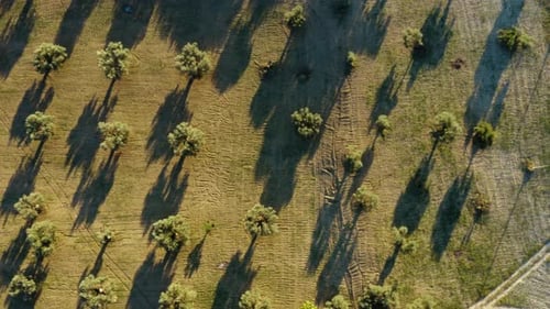 Aerial Olive Oil Land