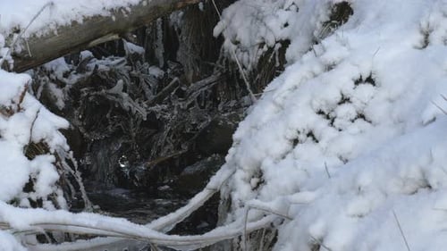 A Small Spring Stream In The Forest Among Stones And Tree Roots Covered In White Snow.- closeup sho