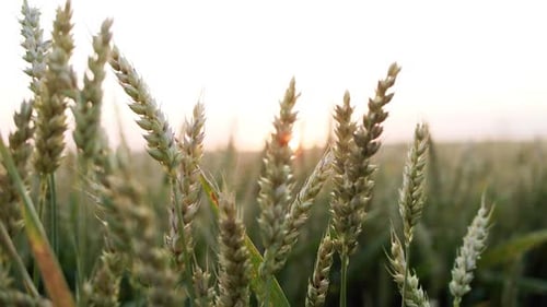 Close Moving Background of Beautiful Puffy Spikelets of Ripe Wheat at the Sky