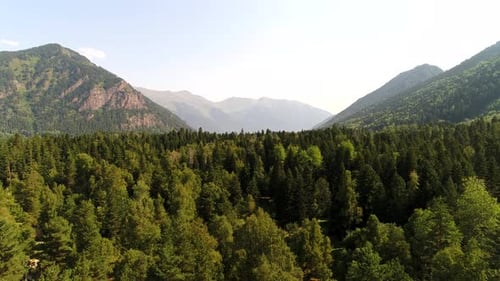 Beautiful Green Forest Tall Trees Against the Backdrop of Mountains Aerial View