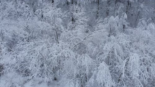 Aerial shot: spruce and pine winter forest completely covered by snow.