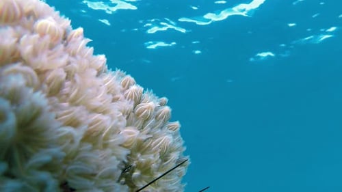 Underwater View of Beautiful Soft Coral in Ocean