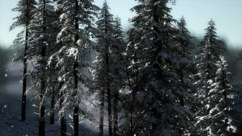 Misty Fog in Pine Forest on Mountain Slopes