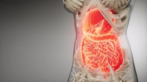 Human Digestive System Parts and Functions