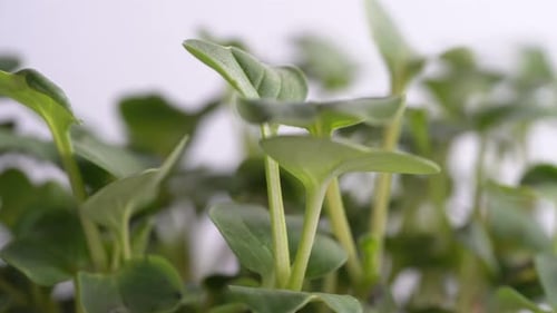 Close-up of young microgreen. Rotation on a white background
