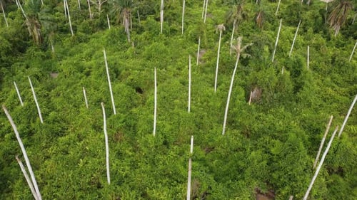 Aerial view coconut bare tree