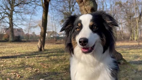 Australian Shepherd Dog at Park