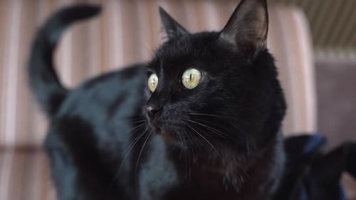 Close Up of Black Cat with Green Eyes