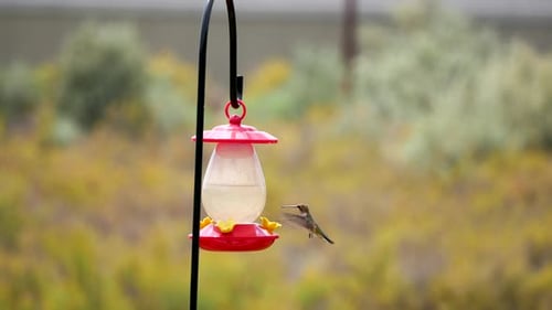 Hummingbird Drinks Nectar from Red Bird Feeder