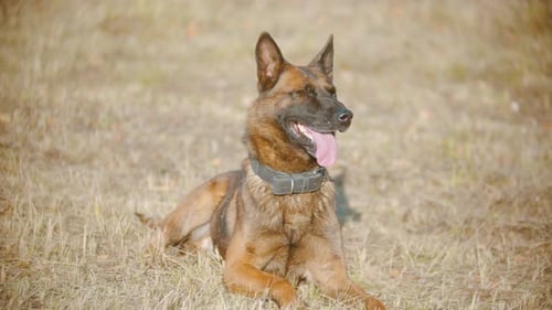 Chien de berger allemand allongé sur l'herbe d'automne avec une langue sortie