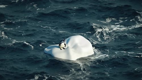 One Funny Penguin Swims in Open Ocean on an Iceberg on Waves and Fun Dancing