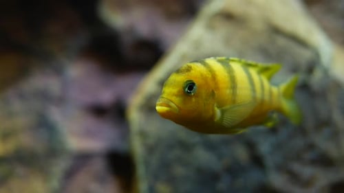 Gelber Fisch schwimmt mit Streifen im Wassertank