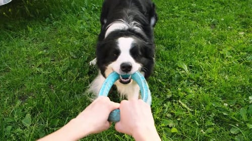 Pet Activity