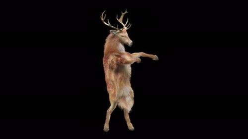 Animated 3D Deer Dancing on Hind Legs