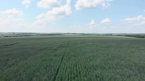 Green Field of Crops