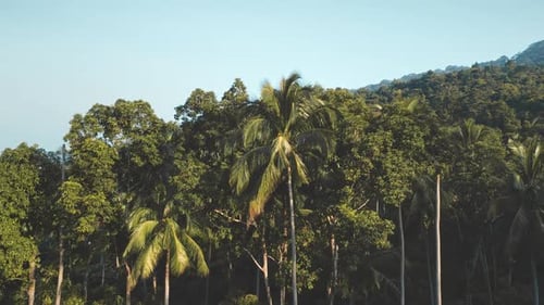 Aerial Green Jungle Forest Tropical Landscape