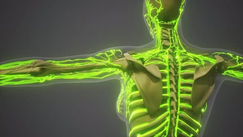 3D Animated Lymphatic System with Green Glow