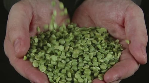 Guisantes verdes caen en manos humanas