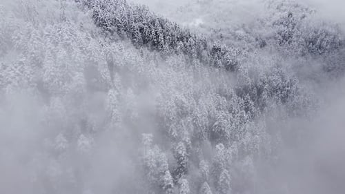 Snowy And Foggy Mountain Spruce Forest Aerial