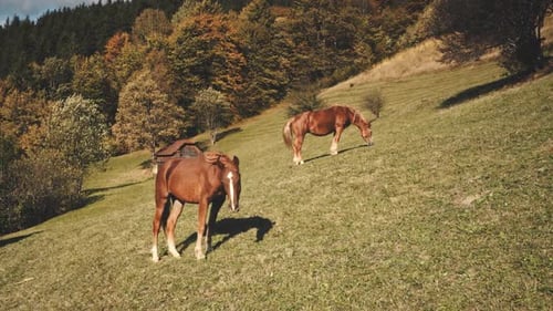 Aerial Horse at Mountain Pasture
